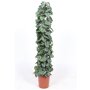 Scindapsus 'Trebie' groter formaat